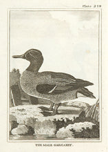 Load image into Gallery viewer, Martinet, Francois Nicolas. The Male Garganey.
