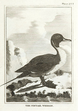 Martinet, Francois Nicolas. The Pintail Wigeon.