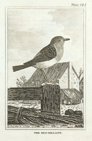 Martinet, Francois Nicolas. The Red-breast [Robin].