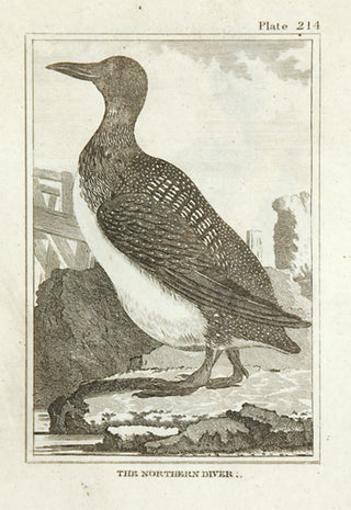 Martinet, Francois Nicolas. The Northern Diver.