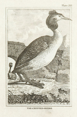 Martinet, Francois Nicolas. The Crested Grebe.