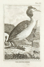 Load image into Gallery viewer, Martinet, Francois Nicolas. The Crested Grebe.