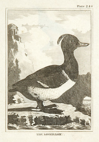 Martinet, Francois Nicolas. The Morillon.