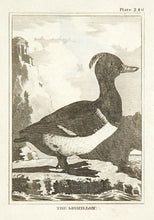 Load image into Gallery viewer, Martinet, Francois Nicolas. The Morillon.