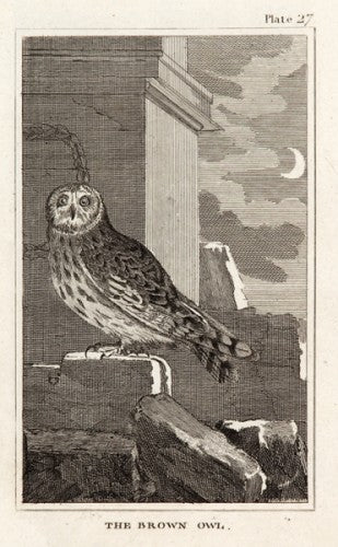 Martinet, Francois Nicolas. The Brown Owl (pl.27).