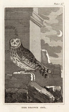 Load image into Gallery viewer, Martinet, Francois Nicolas. The Brown Owl (pl.27).