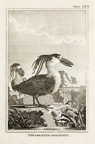 Martinet, Francois Nicolas. The Crested Boat-Bill (pl.184).