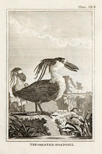 Load image into Gallery viewer, Martinet, Francois Nicolas. The Crested Boat-Bill (pl.184).