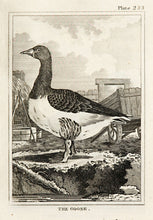 Load image into Gallery viewer, Martinet, Francois Nicolas. The Goose (pl.233).