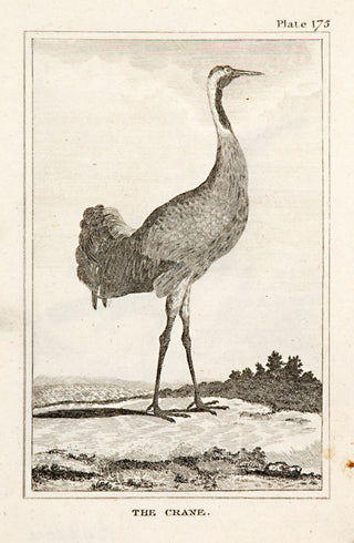 Martinet, Francois Nicolas. The Crane (pl.175).