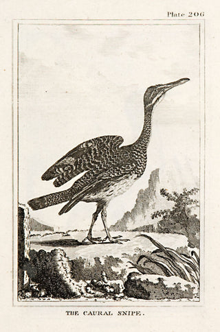 Martinet, Francois Nicolas. The Caural Snipe (pl.206).
