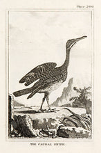Load image into Gallery viewer, Martinet, Francois Nicolas. The Caural Snipe (pl.206).