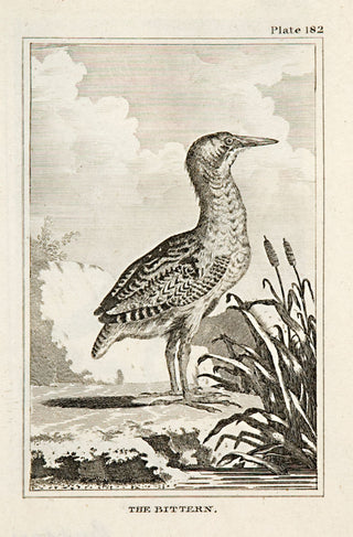 Martinet, Francois Nicolas. The Bittern (pl.182).
