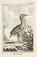 Load image into Gallery viewer, Martinet, Francois Nicolas. The Bittern (pl.182).