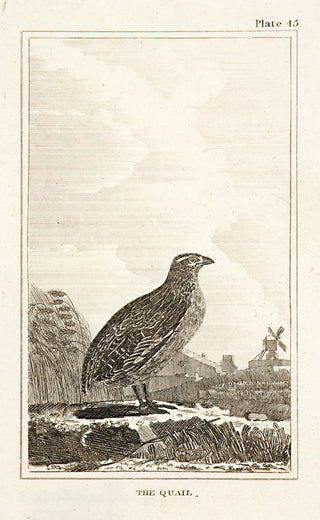 Martinet, Francois Nicolas. The Quail (pl.45).