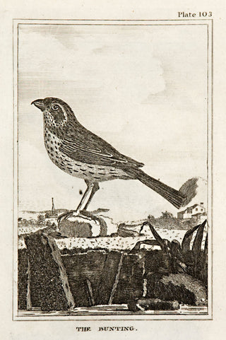 Martinet, Francois Nicolas. The Bunting (pl.103).