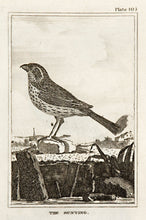 Load image into Gallery viewer, Martinet, Francois Nicolas. The Bunting (pl.103).
