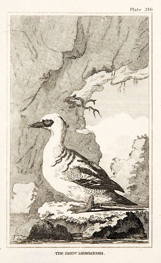 Martinet, Francois Nicolas. The Smew Merganser (pl.216).