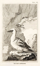 Load image into Gallery viewer, Martinet, Francois Nicolas. The Smew Merganser (pl.216).