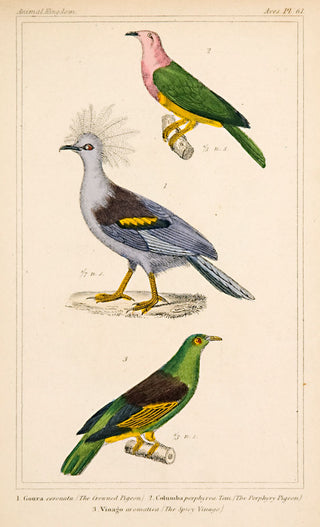 Unknown. Crowned Pigeon; Porphyry Pigeon; Spicy Vinago.