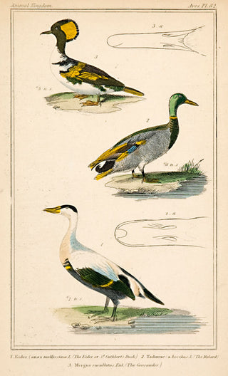 Unknown. Eider; Mallard; Goosander.