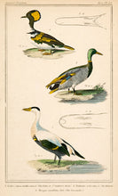 Load image into Gallery viewer, Unknown. Eider; Mallard; Goosander.