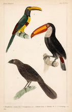 Load image into Gallery viewer, Unknown. Toucans; Ani (Cuckoo fam.).