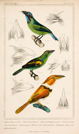 Unknown. Duvauceliu's Barbet; The Barbican [Barbet]; The Banded Tamatia [Puffbird].