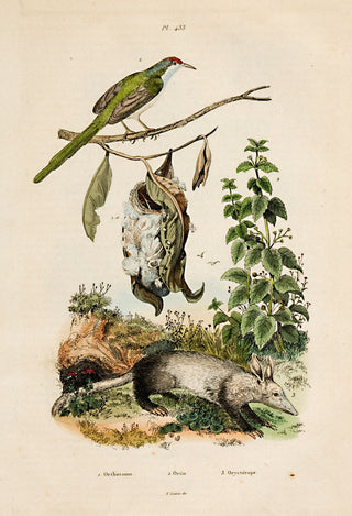 UNKNOWN. Orthotome; Ortie; Orycterope.