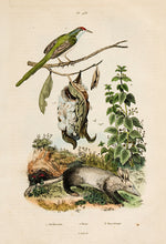 Load image into Gallery viewer, UNKNOWN. Orthotome; Ortie; Orycterope.