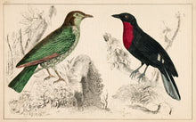 Load image into Gallery viewer, Unknown. Birds (inc. Red-Breasted Blackbird).