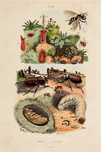 Load image into Gallery viewer, FRIESS, A. Orthotome; Ortie; Orycterope; Oryetes; Osmies.