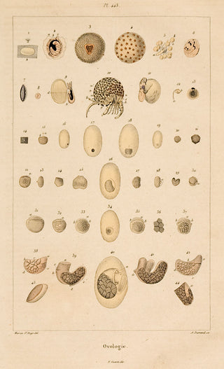 Martin St. Ange. Ovologie.
