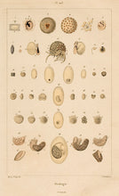 Load image into Gallery viewer, Martin St. Ange. Ovologie.
