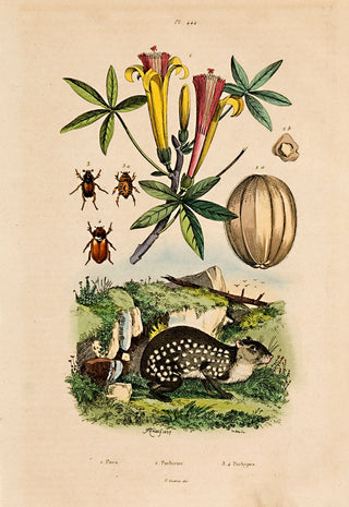 FRIESS, A. Paca; Pachirier; Pachypes.