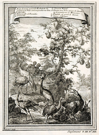 Didot after Bosman. Nids d'oiseau nommes Kurbalots ou pecheaurs.