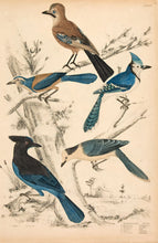 Load image into Gallery viewer, Milne. Garrulus - Jays.