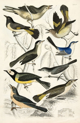 Milne. Setophaga - Gnat-Catchers (Flycatchers).