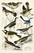 Load image into Gallery viewer, Milne. Setophaga - Gnat-Catchers (Flycatchers).