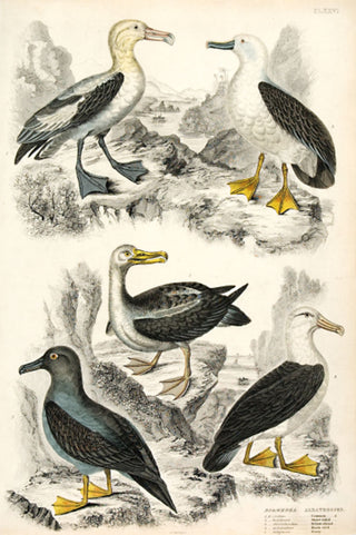 Milne. Diomedea - Albatrosses.