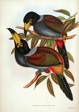 Load image into Gallery viewer, H.C. Richter and J. Gould. Hooded Hill Toucan. [Andigena cucullatus].
