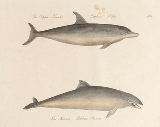 BRODTMANN, Carl Joseph. Der Delphin, Tümmler [The Dolphin, Porpoises]