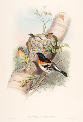 GOULD, John and H. C. RICHTER. Bramblefinch (fringilla montifringilla).