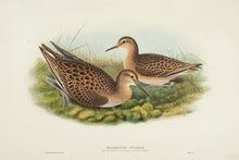 Load image into Gallery viewer, GOULD, John and H. C. RICHTER. Ruff &amp; Reeve in first autumn plumage. (Machetes pugnax.)