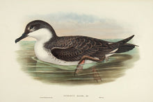 Load image into Gallery viewer, GOULD, John and H. C. RICHTER. Great Shearwater. (Puffinus major.)
