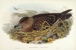 GOULD, John and H. C. RICHTER. Great Skua. (Stercorarius catarrhactes.)