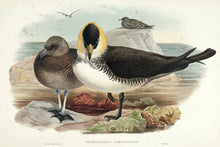 Load image into Gallery viewer, GOULD, John and H. C. RICHTER. Pomatorhine Skua. (Stercorarius pomatorhinus.)