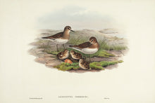 Load image into Gallery viewer, GOULD, John and H. C. RICHTER. Temminck's Stint. (Leimonites temmincki.)