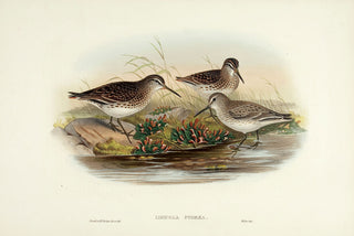 GOULD, John and H. C. RICHTER. Broad-billed Sandpiper. (Limicola pygmaea.)
