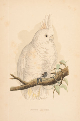 Benjamin Fawcett (1808–1893). Goffin's Cockatoo.